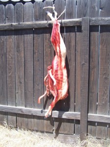 Gutted Butcher Shop Animal Prop